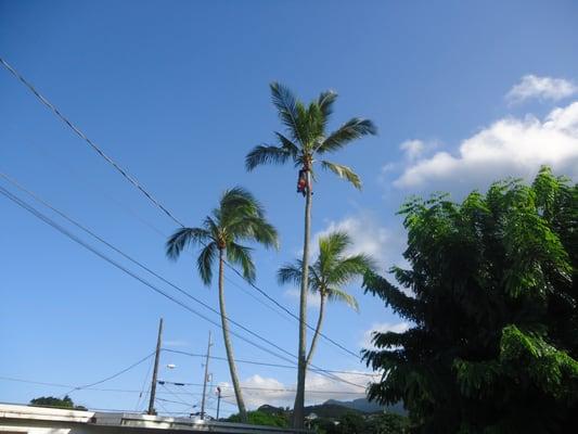 Windward Arborist Service