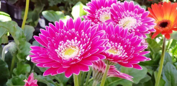 Gerbera Daisies.