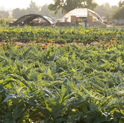 Beginning Mid May and running through mid-October, our CSA boxes are truly delicious! For more info, please check our website.