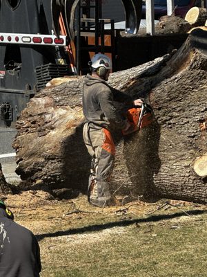 Dangerous tree removed.