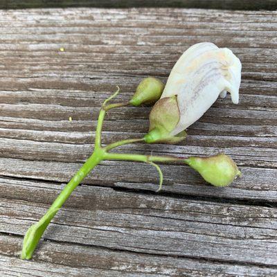 Challenge to all - name this flower bud from a tree.