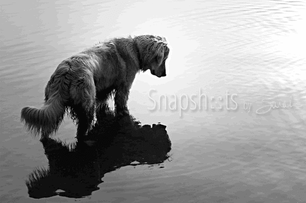 Golden retriever "reflecting," Merrifield MN