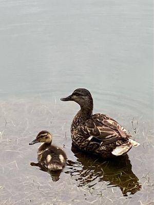 Mama and her little duckling. So peaceful.