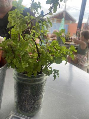 Mint plant on table