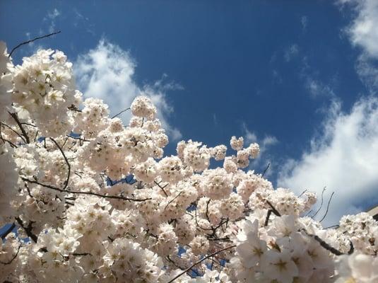 Spring in Washington is spectacular!