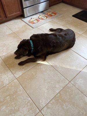 Chocolate lab freshly groomed by Megan!