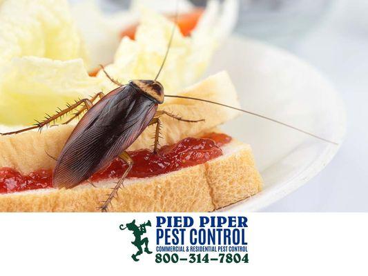 Pied Piper Pest Control