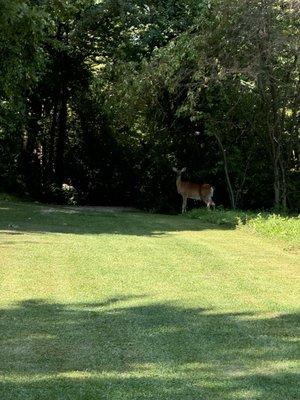 Deer on the path