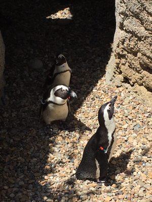 Special viewing area for the Penguins