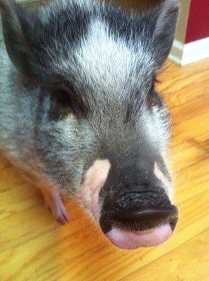 Can't leave out a pic of the pot bellied pig I pet sitted.