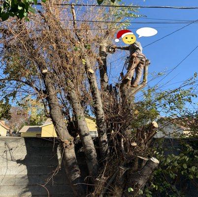 Trim 4 Less Tree Service