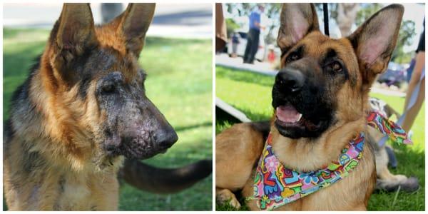 With mange and bathed in motor oil, Hannah had small chance in the shelter.  SCGSR patched her up!