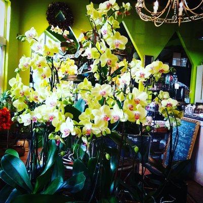 Gorgeous orchids!