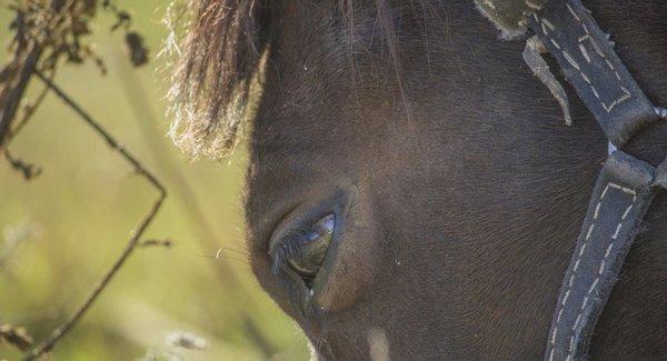 Grand Strand Horseback Riding