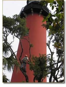 Trimming at the Historical Jupiter Lighthouse