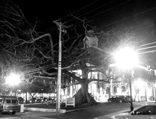 Monroe County Courthouse -- Kapok Tree at night!