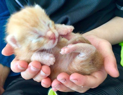 SLO County Animal Services let this kitten be fostered and adopted, instead of euthanizing like some city shelters without fosters do.