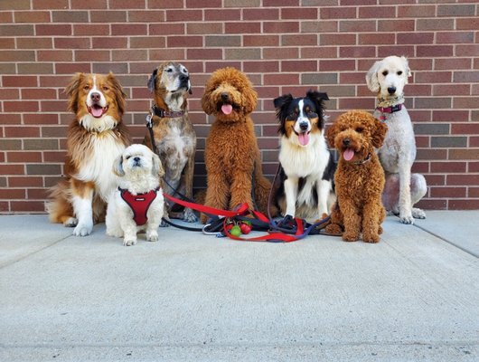 Group walks with The Fetching Hound Southie Crew