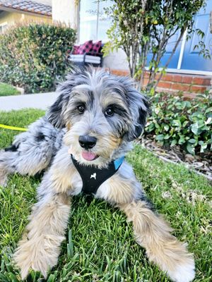 Bella my Bernedoodle