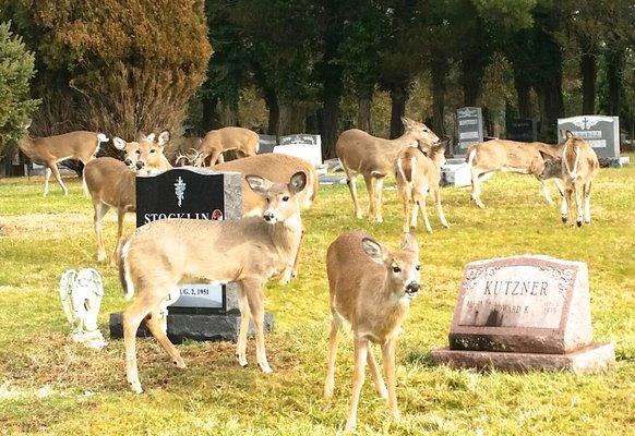 Hillside Cemetery