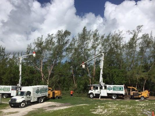 Tree trimming done by the professionals!