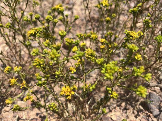 Del Mar Mesa Preserve