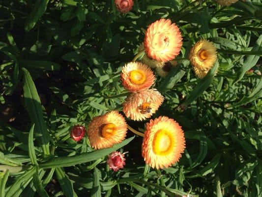 Beautiful honeybees I saw while cutting a bouquet of flowers! :)