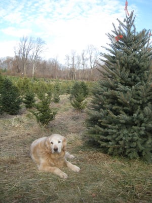 Reilly, the farm dog, and a Colorado Blue Spruce.