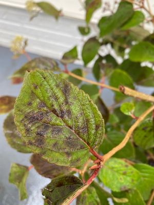 Diseased plant with fungus