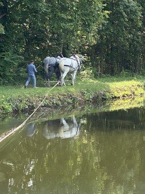 our draft horses pull the canal boat