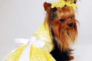 Gorgeous Doggie Haute Couture