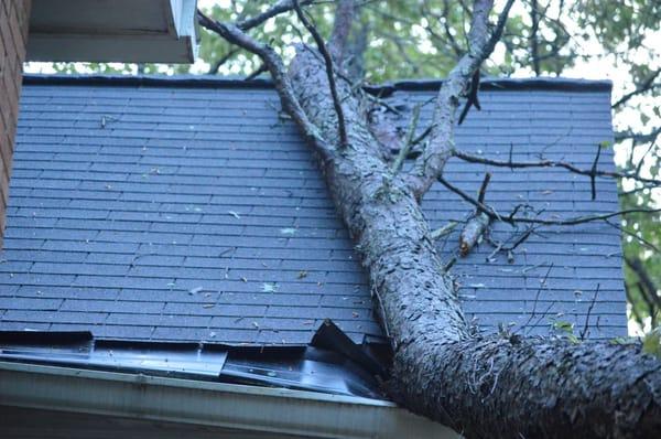 Tree Removal - Storm Damage