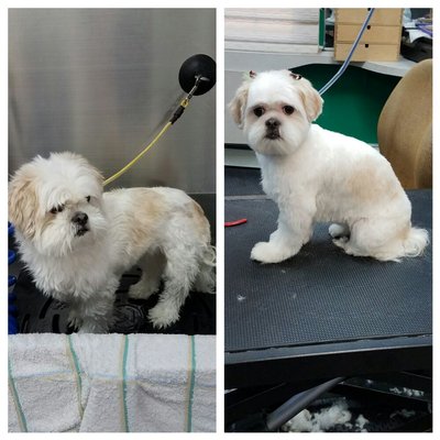 Chloe before and after