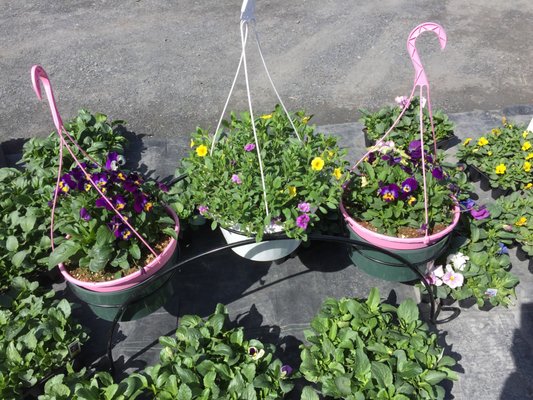 Spring is coming! Happy to find Ginder's today!  They've got everything! For today, pansies to brighten our patio and and salads!  Woot!