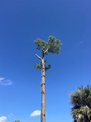 Pine tree removal