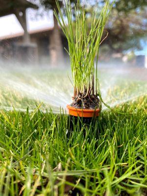 Winter grass and sprinkler system