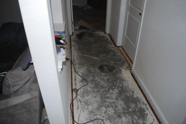 This is our floor after being flooded with raw sewage.  The apartment claimed that our apartment was fine to live.