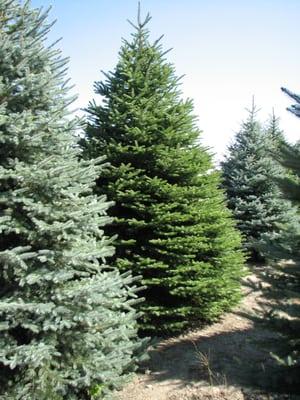 Rows of Blue Spruce trees in Michigan.