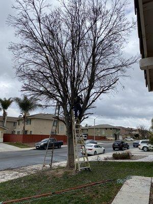 Tree service