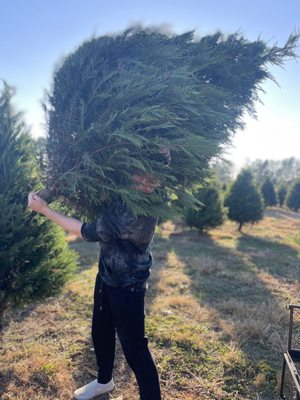 So much fun picking out our tree  to cut down.