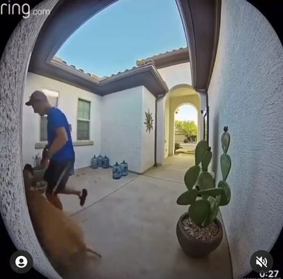 pinning dog to door. and kneeing it in the head