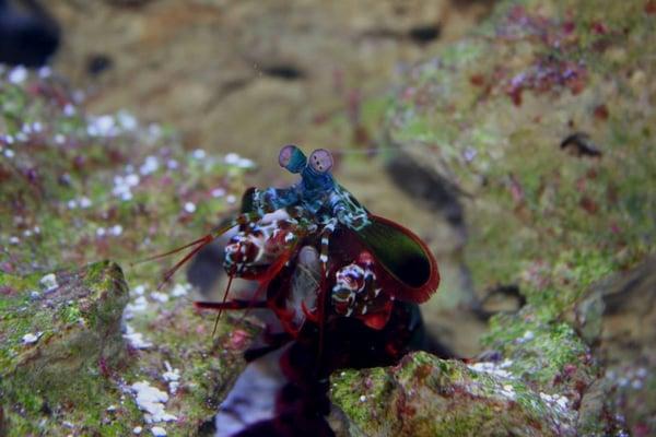 Peacock Mantis Shrimp: Worlds fastest strike(hit),  equivalent to a .22 caliber gun and the world's most complex eyes!