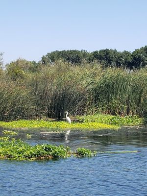 Egrets a plenty!