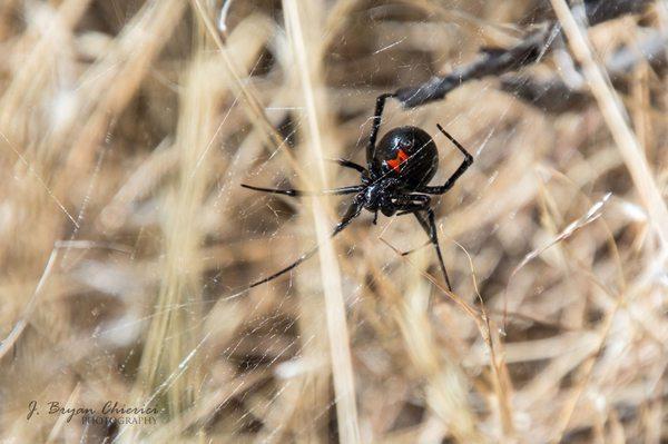 The Wwestern Black Widow