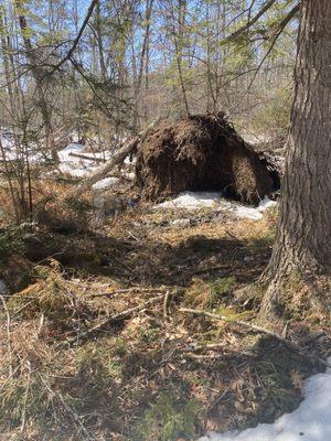 Hiking trails on the property