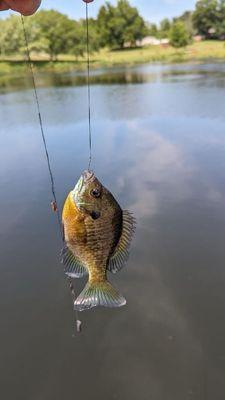 Blue Gill and Sun Fish in the pond