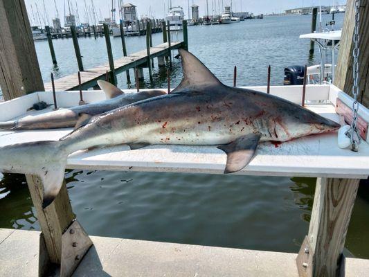 Blacktip