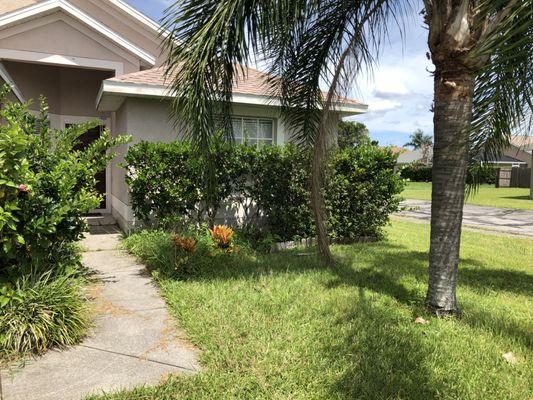 Trim Hedges in front of the window