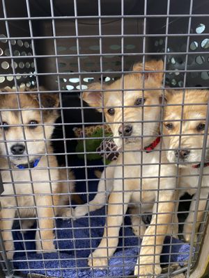 Puppies we are fostering l-r: jack jack, chloe, and belle. Pic taken after visiting rescue for vaccines, collars,and deworming