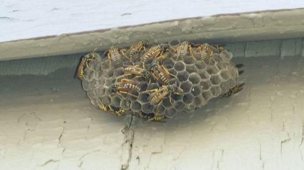 Paper Wasp nest.